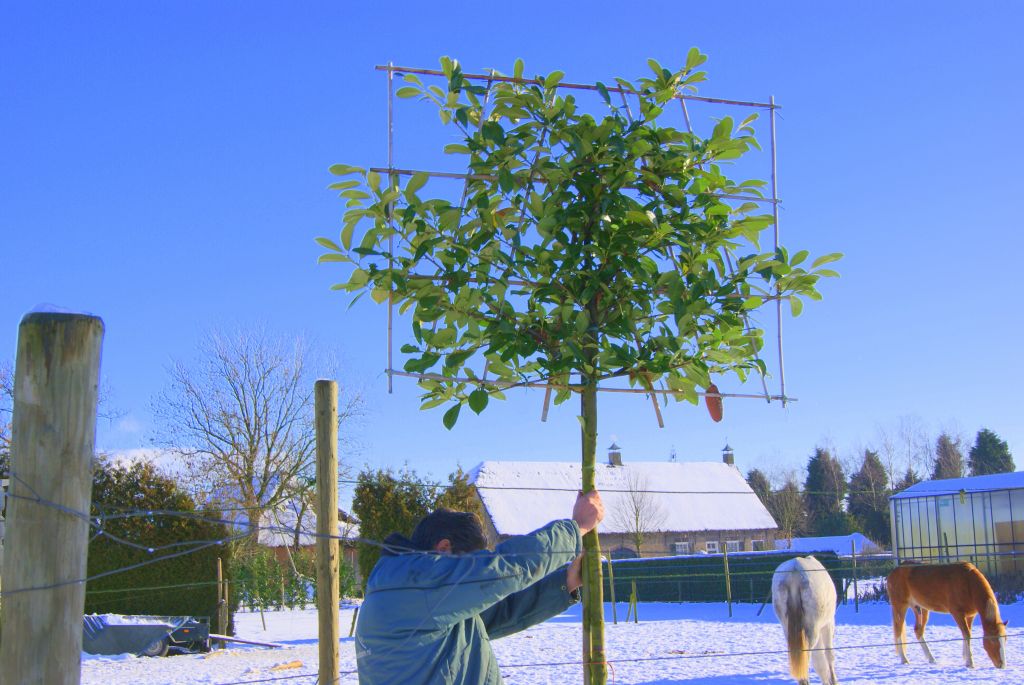 leilinde-groenbliijve-zicht-foto-koop-plant-laurier1